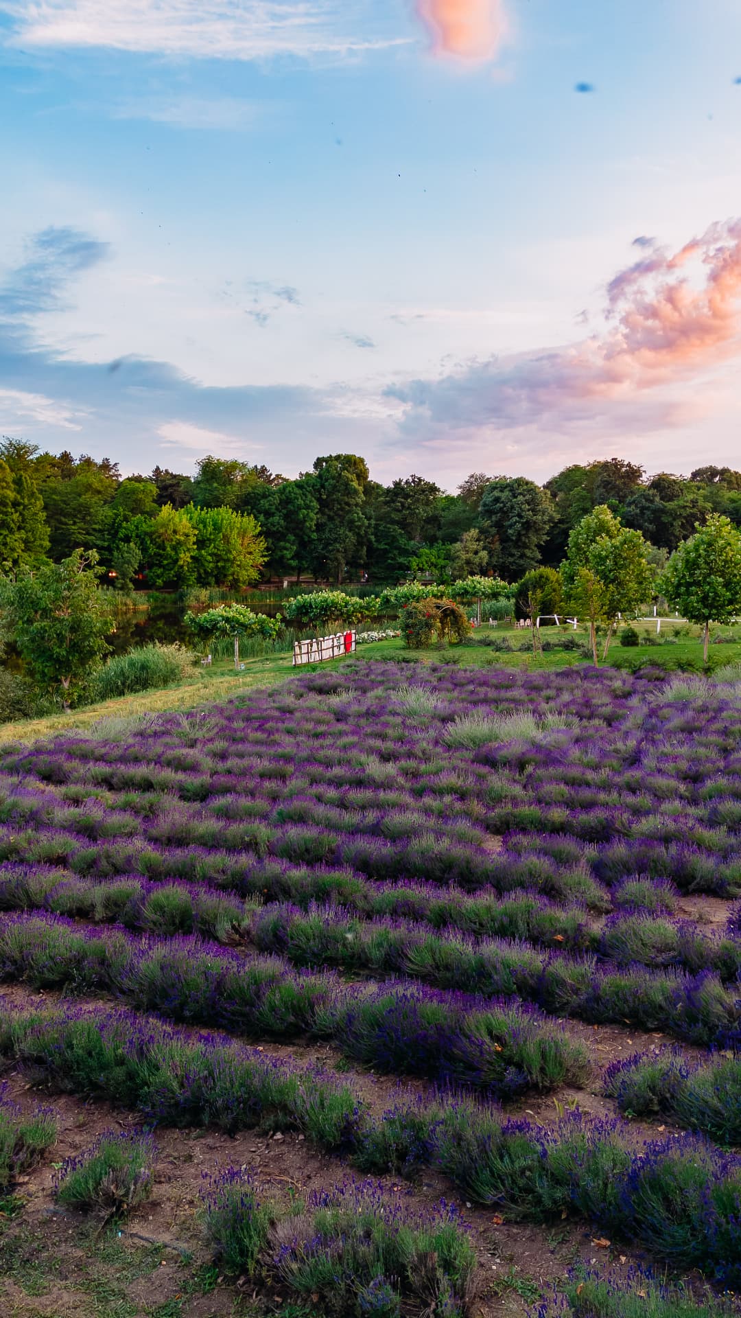 Lavanda în floare la Casa Comana